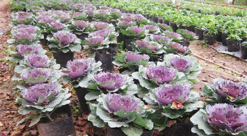 Lạ mắt với cây bắp cải tím ngày xuân - ảnh 9