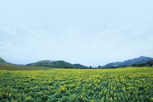 TH true MILK: Hỗ trợ tối đa cho du khách ngắm hoa hướng dương - ảnh 1