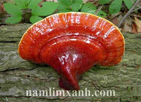 Thoát khỏi ung thư nhờ thảo dược nấm lim xanh? - ảnh 1