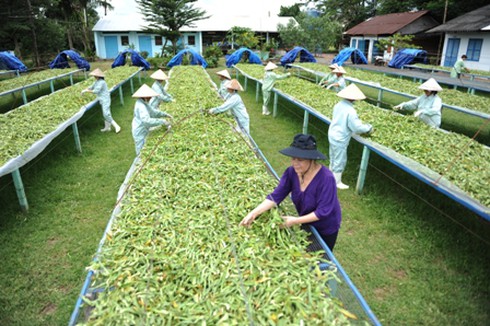 Hiểu thêm về hoạt chất kháng u trong cây trinh nữ hoàng cung - ảnh 1
