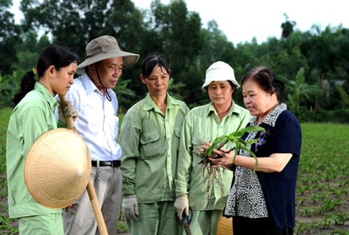 Hiểu thêm về hoạt chất kháng u trong cây trinh nữ hoàng cung - ảnh 2