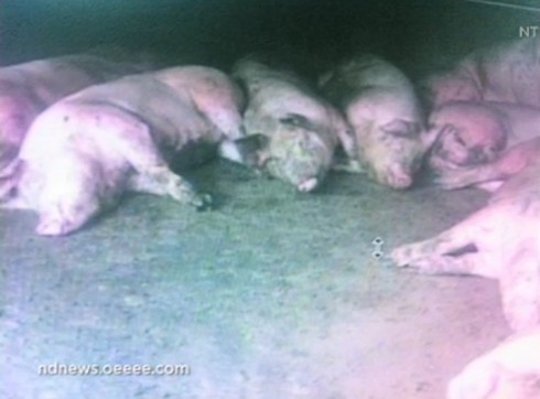 Trung Quốc: 89 con chó, 238 con lợn đột nhiên bị chết - ảnh 1