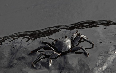 Chùm ảnh vụ tràn dầu nghiêm trọng ở khu du lịch Thái Lan - ảnh 5