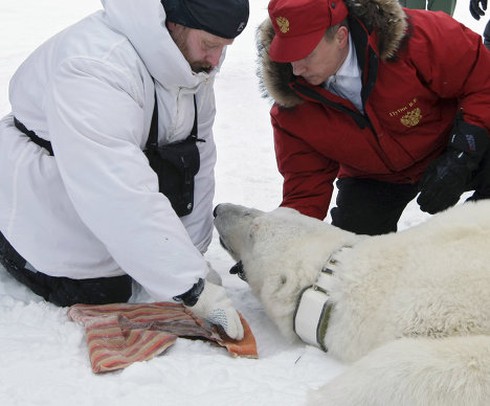 Chùm ảnh đáng yêu của Tổng thống V.Putin với các loài động vật - ảnh 12