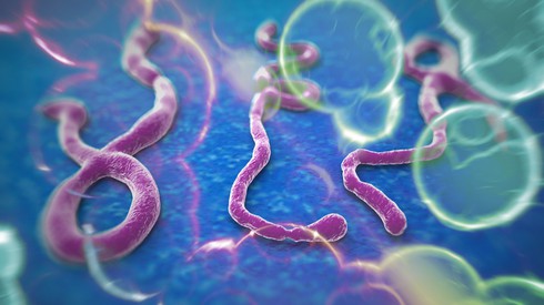 Bệnh nhân Ebola tử vong đáng sợ như thế nào? - ảnh 2
