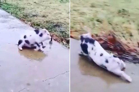 Video chú heo con siêu dễ thương loay hoay trên “đường băng” - ảnh 1