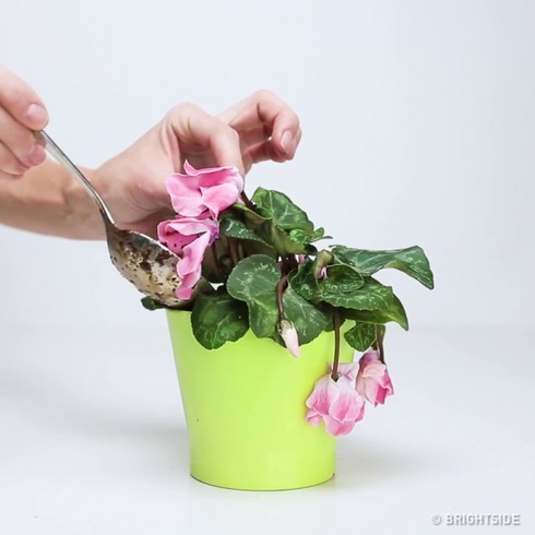 Mẹo đơn giản để hồi sinh cây xanh sắp chết - ảnh 5