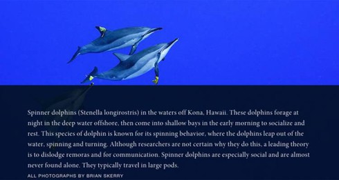 Mẹo viết chú thích để nâng cao giá trị của một bức ảnh - ảnh 1