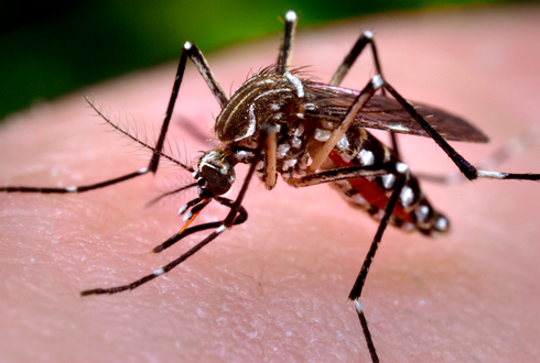 Những điều chưa biết về virus Zika - ảnh 3