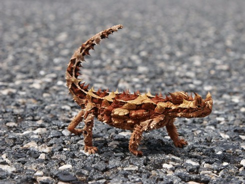 9 loài vật tưởng như chỉ có trong thần thoại - ảnh 6