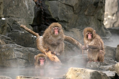 Ảnh đẹp: Hổ, báo, sói... nô đùa trên tuyết trắng - ảnh 6