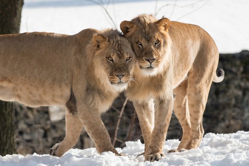 Ảnh đẹp: Hổ, báo, sói... nô đùa trên tuyết trắng - ảnh 7