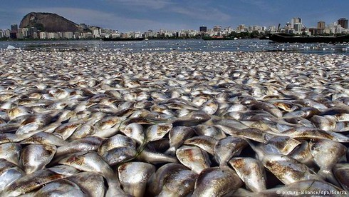 Báo động tình trạng cá chết hàng loạt khắp nơi trên thế giới - ảnh 1