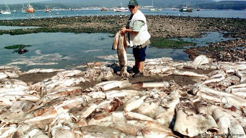 Báo động tình trạng cá chết hàng loạt khắp nơi trên thế giới - ảnh 2