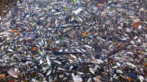 Báo động tình trạng cá chết hàng loạt khắp nơi trên thế giới - ảnh 3
