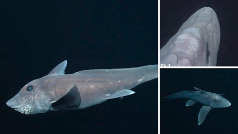 10 câu chuyện về động vật kỳ lạ nhất năm 2016 - ảnh 10