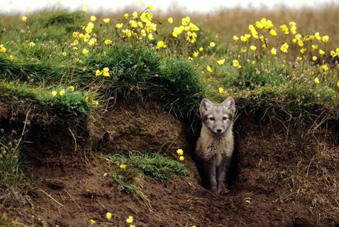 10 câu chuyện về động vật kỳ lạ nhất năm 2016 - ảnh 8