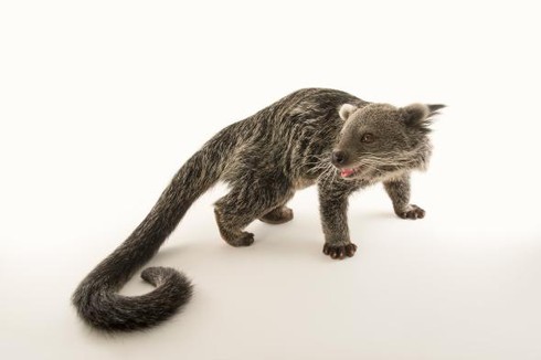 10 câu chuyện về động vật kỳ lạ nhất năm 2016 - ảnh 7