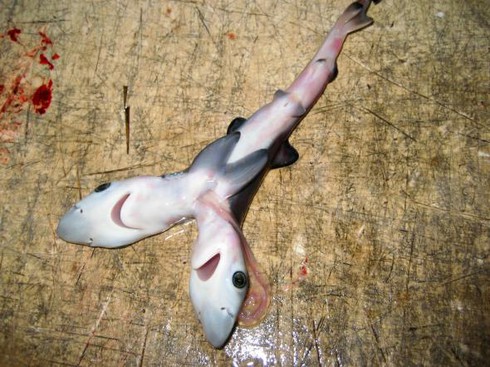 10 câu chuyện về động vật kỳ lạ nhất năm 2016 - ảnh 6