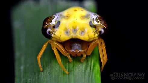 10 câu chuyện về động vật kỳ lạ nhất năm 2016 - ảnh 5