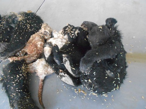 Bắt xe khách chở hổ, gấu con, tay gấu - ảnh 1