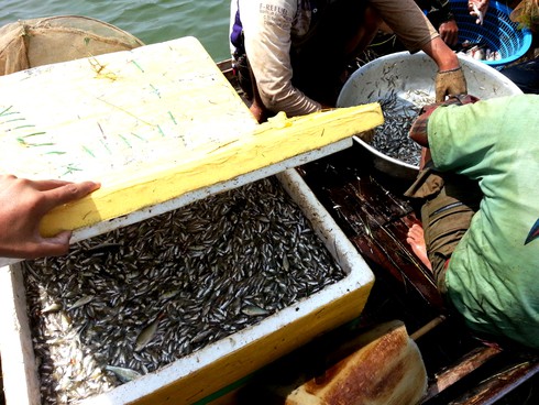 Tận diệt thủy sản tại lòng hồ Dầu Tiếng - ảnh 3