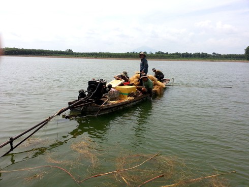 Tận diệt thủy sản tại lòng hồ Dầu Tiếng - ảnh 1