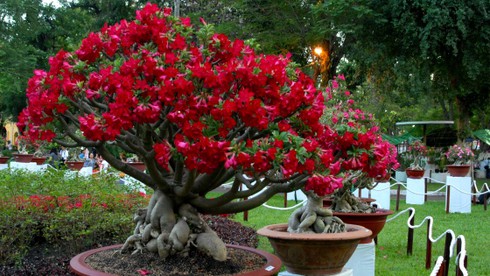 Ngắm những hiện vật tuyệt đẹp Hội hoa lớn nhất Sài Gòn - ảnh 14