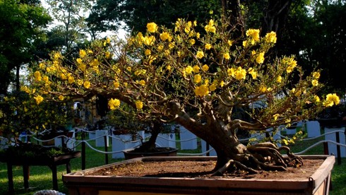 Ngắm những hiện vật tuyệt đẹp Hội hoa lớn nhất Sài Gòn - ảnh 6