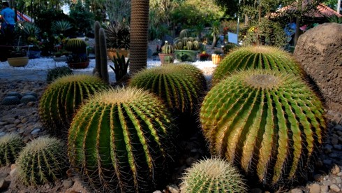 Ngắm những hiện vật tuyệt đẹp Hội hoa lớn nhất Sài Gòn - ảnh 13