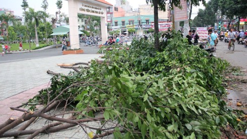 TP.HCM: Giông lớn làm tốc mái nhà, cây xanh đổ rạp - ảnh 2
