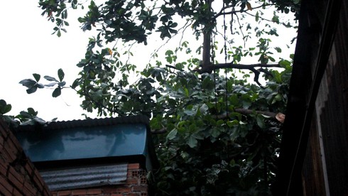TP.HCM: Giông lớn làm tốc mái nhà, cây xanh đổ rạp - ảnh 10