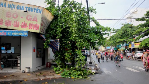 TP.HCM: Giông lớn làm tốc mái nhà, cây xanh đổ rạp - ảnh 9