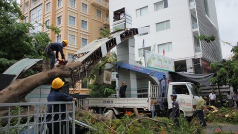 TP.HCM: Cây phượng lớn bất ngờ đổ giữa cổng trường - ảnh 2