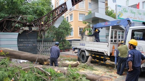 TP.HCM: Cây phượng lớn bất ngờ đổ giữa cổng trường - ảnh 4