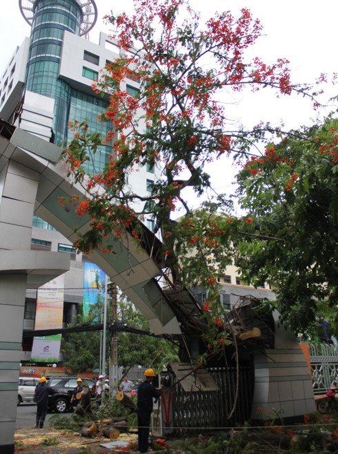 TP.HCM: Cây phượng lớn bất ngờ đổ giữa cổng trường - ảnh 8