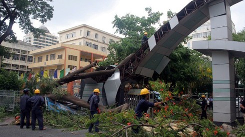 TP.HCM: Cây phượng lớn bất ngờ đổ giữa cổng trường - ảnh 1