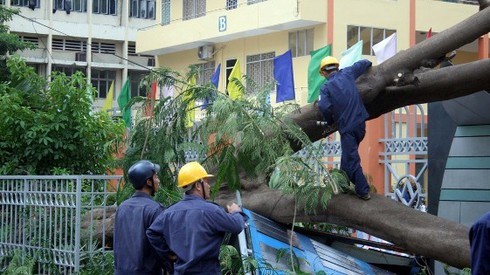 TP.HCM: Cây phượng lớn bất ngờ đổ giữa cổng trường - ảnh 5