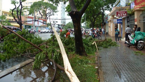 TP.HCM: Mưa gió lớn tiếp tục “gây họa” - ảnh 2