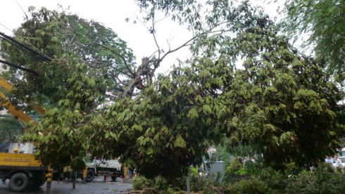 TP.HCM: Mưa gió lớn tiếp tục “gây họa” - ảnh 1