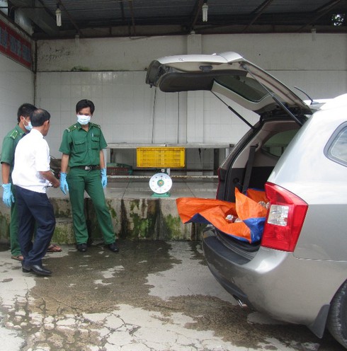Phát hiện xế xịn chở thịt không rõ nguồn gốc - ảnh 1