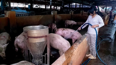Vụ tạm trú nông trường Phạm Văn Hai: Liên tiếp vi phạm Luật Cư trú - ảnh 2