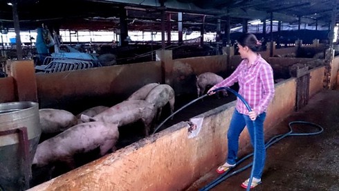 Vụ tạm trú nông trường Phạm Văn Hai: Vì dân nuôi heo? - ảnh 2