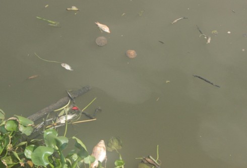 Nhiêu Lộc: Cá chết nổi đầy kênh, dân đua nhau đi vớt - ảnh 2