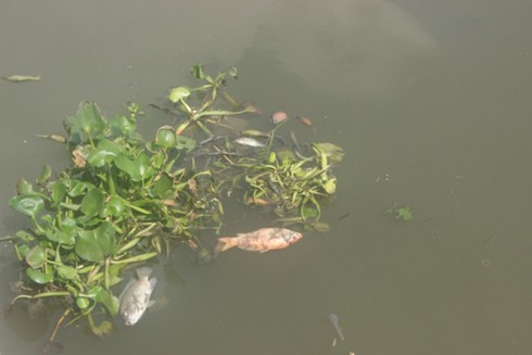 Nhiêu Lộc: Cá chết nổi đầy kênh, dân đua nhau đi vớt - ảnh 3