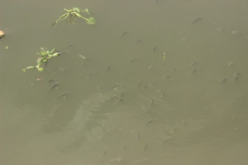 Nhiêu Lộc: Cá chết nổi đầy kênh, dân đua nhau đi vớt - ảnh 4