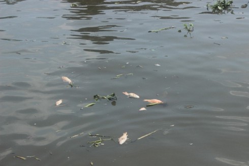 Nhiêu Lộc: Cá chết nổi đầy kênh, dân đua nhau đi vớt - ảnh 1