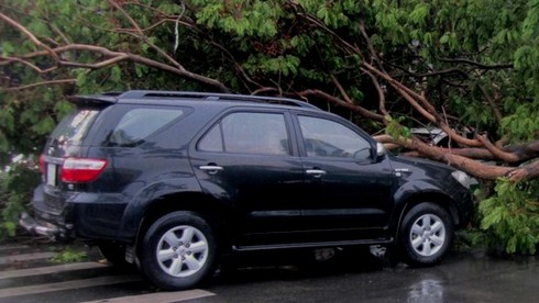 TP.HCM: Cây đổ trong mưa lớn đè bẹp ô tô - ảnh 3