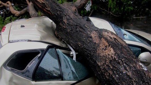 TP.HCM: Cây đổ trong mưa lớn đè bẹp ô tô - ảnh 1