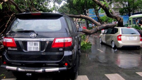 TP.HCM: Cây đổ trong mưa lớn đè bẹp ô tô - ảnh 2